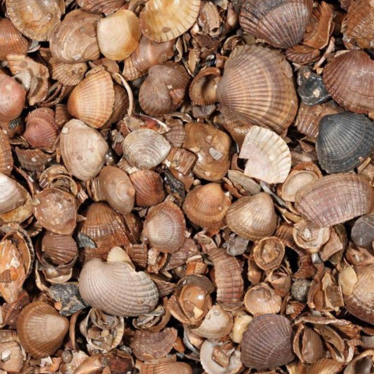 Schelpen schoongewassen 13,5 liter zakgoed (2)