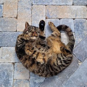 stonique-trommelstenen